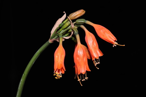 Stenomesson miniatum, photograph 5