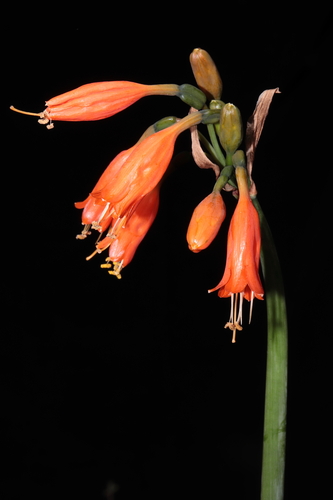 Stenomesson miniatum, photograph 6