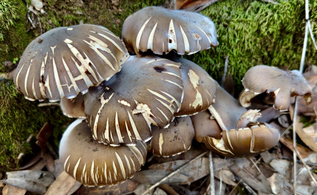 Armillaria mellea · December 2025 · photo: © hllrnnr (iNaturalist, cc0)