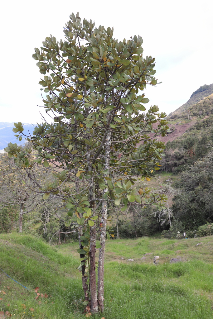 Persea subcordata