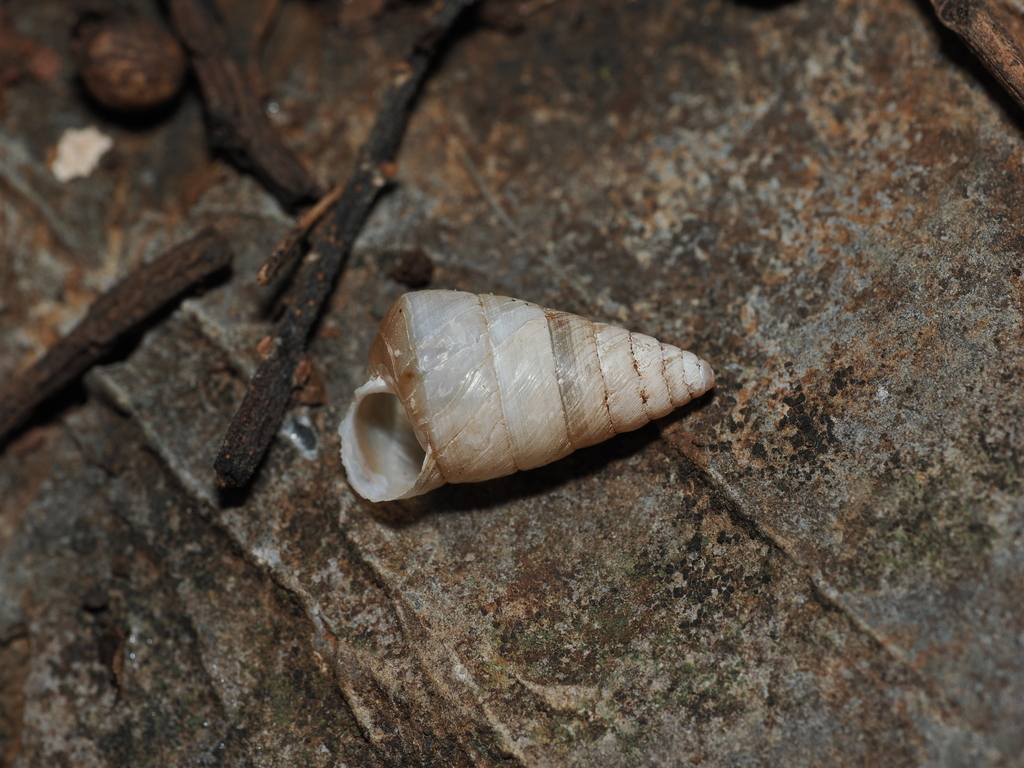 Pseudobuliminus pseudobuliminus