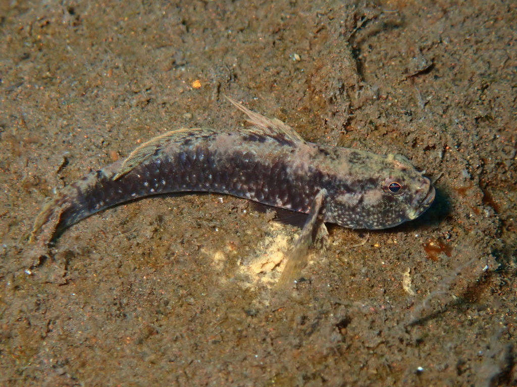 Occasional-shrimp goby (Gobius bontii)