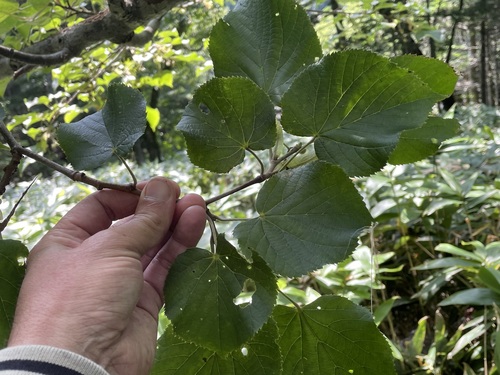 Tilia maximowicziana observed 2024-08-21