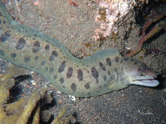 Shao's Moray photo 1