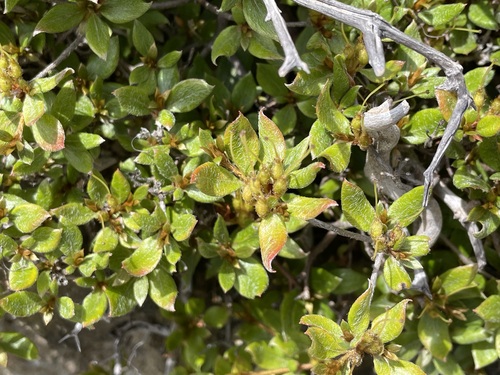Rhododendron tschonoskii iNat (3)