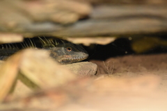 Acanthosaura cardamomensis