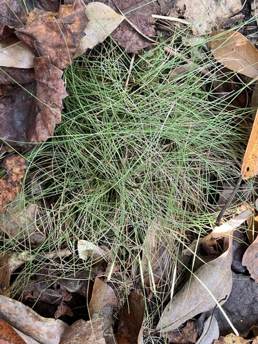 Baldwin's Spikerush (Eleocharis baldwinii)