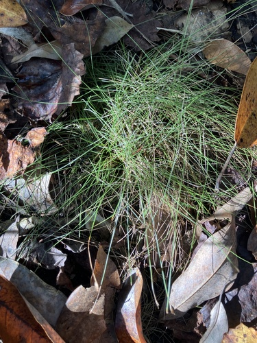 Eleocharis baldwinii, photograph 3