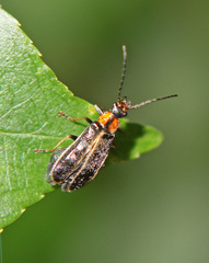 Rhagonycha