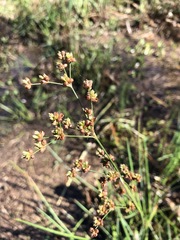 Juncus biflorus