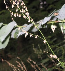Щавель кислый (Rumex acetosa): происхождение и применение — фото 3