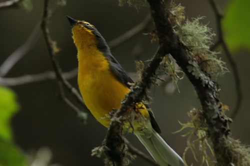 Spectacled Whitestart (Myioborus melanocephalus), photo 6