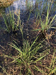 Juncus biflorus