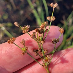Juncus biflorus