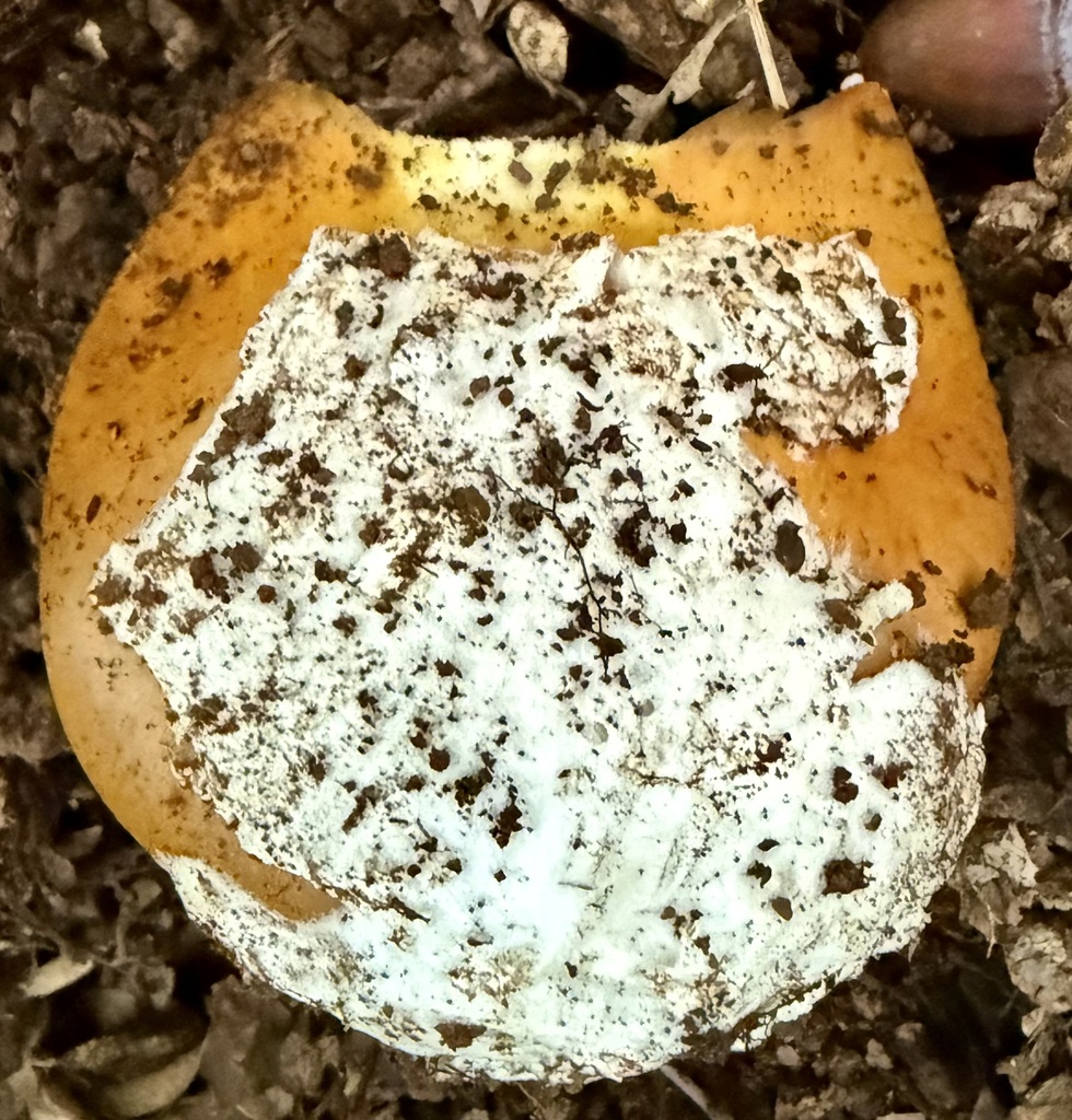 Amanita calyptroderma · December 2025 · photo: © hllrnnr (iNaturalist, cc0)