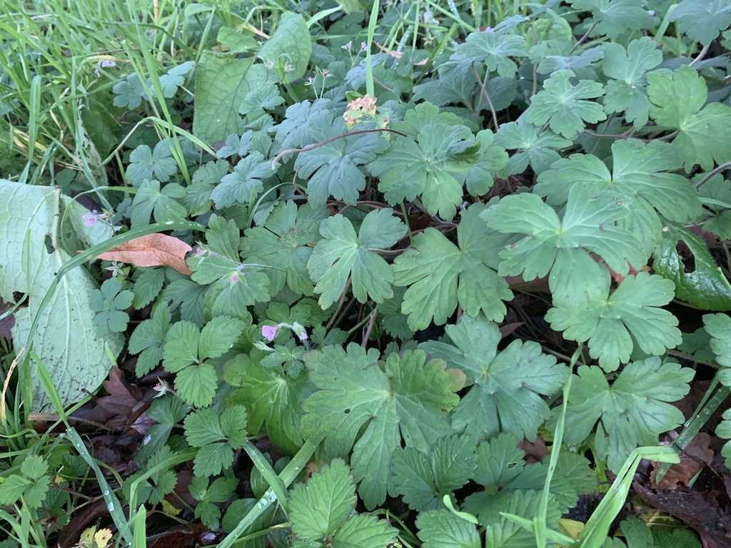 Geranium macrorrhizum