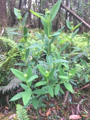 Pimelea ligustrina