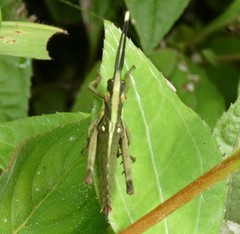 Aeolacris octomaculata