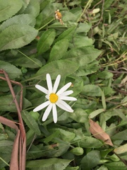 Leucanthemum × superbum