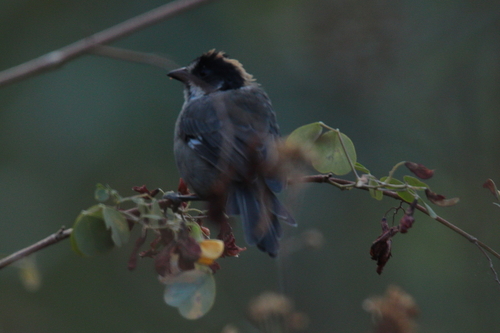 White-winged Brushfinch (Atlapetes leucopterus), photo 6
