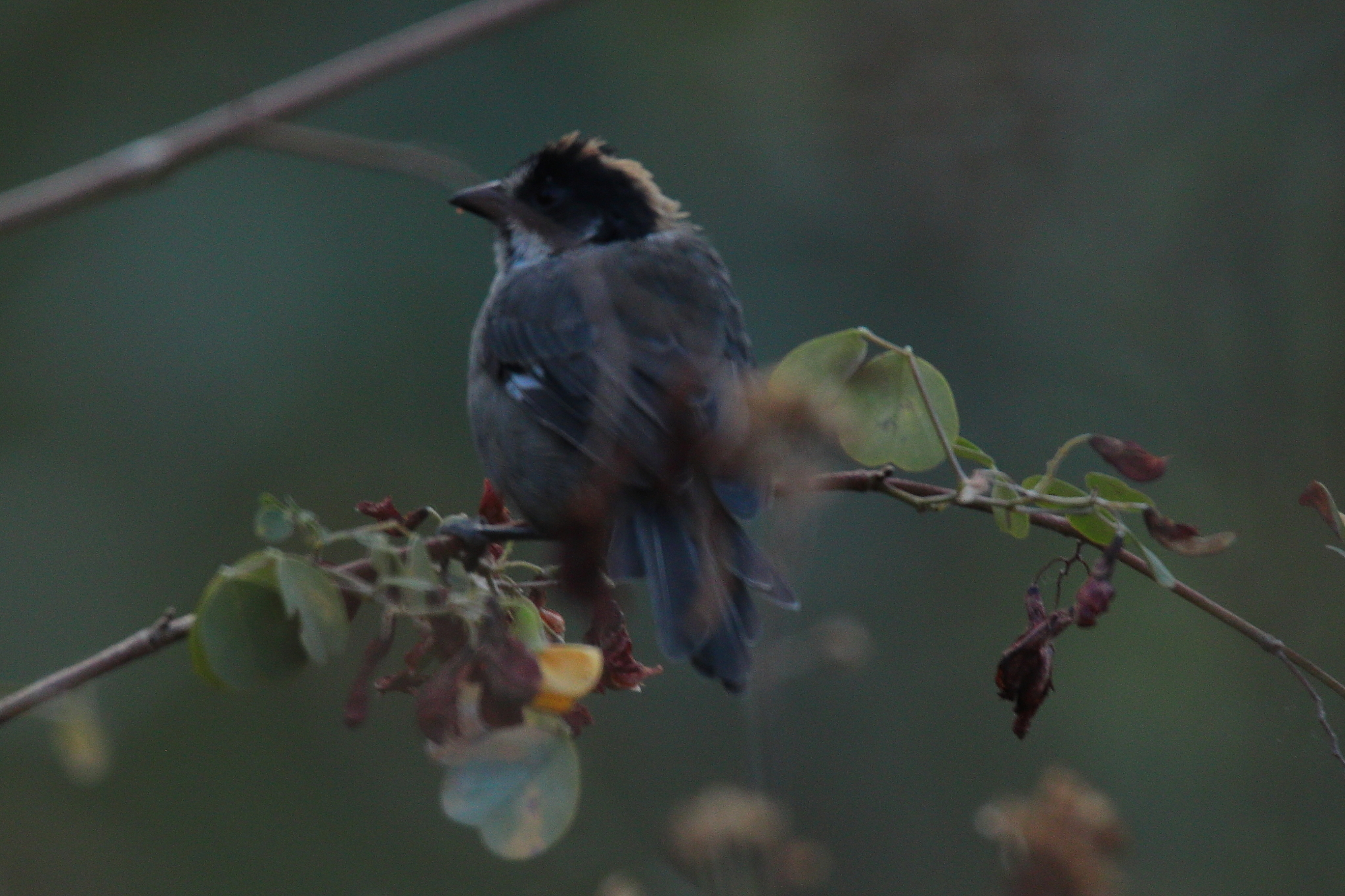 White-winged Brushfinch (Atlapetes leucopterus), photo 5