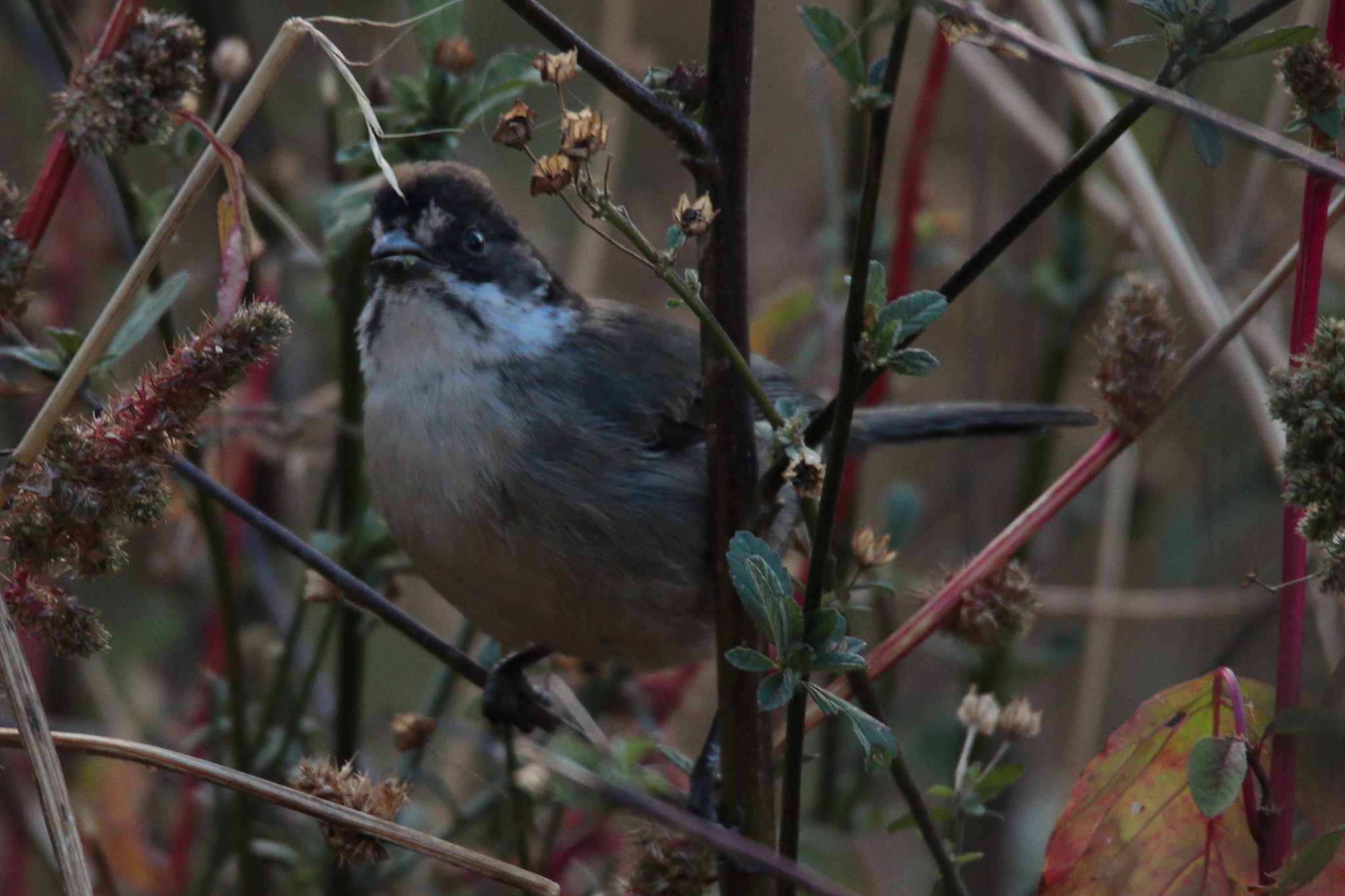 White-winged Brushfinch (Atlapetes leucopterus), photo 6
