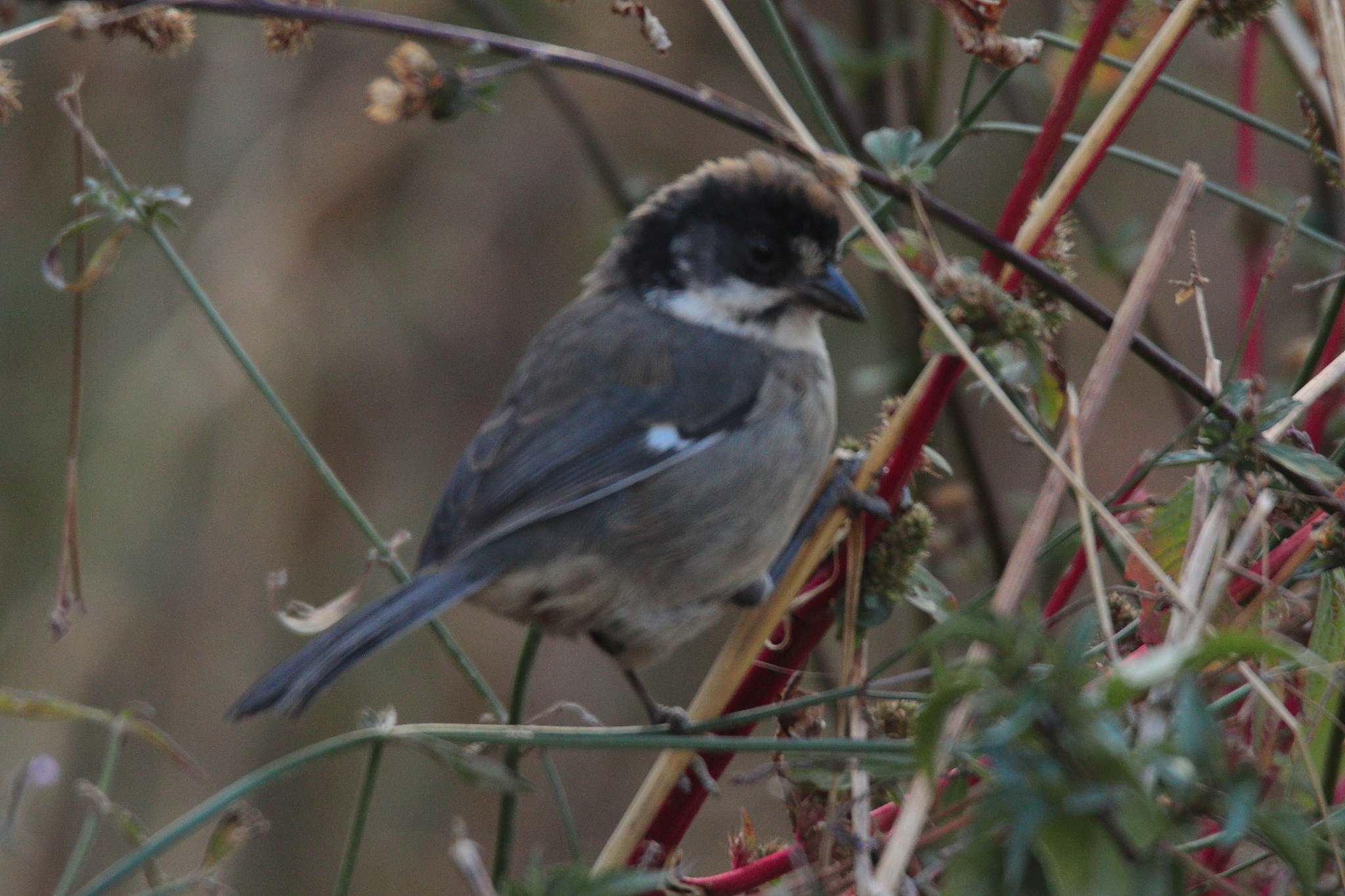 White-winged Brushfinch (Atlapetes leucopterus), photo 8