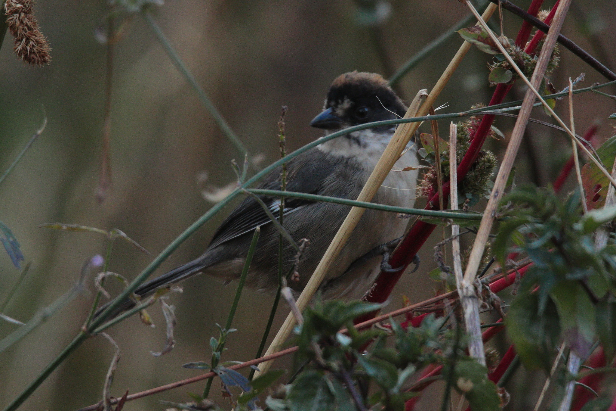 White-winged Brushfinch (Atlapetes leucopterus), photo 9