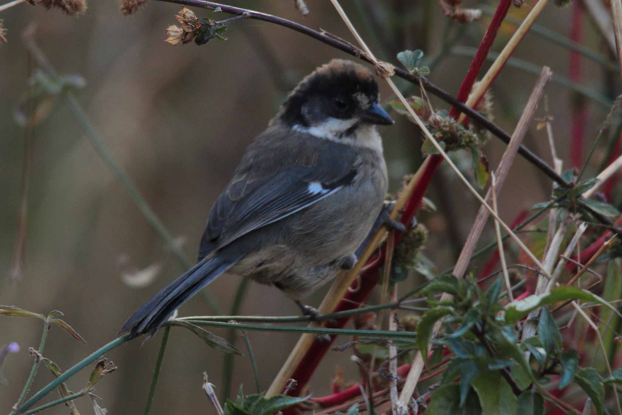 White-winged Brushfinch (Atlapetes leucopterus), photo 7
