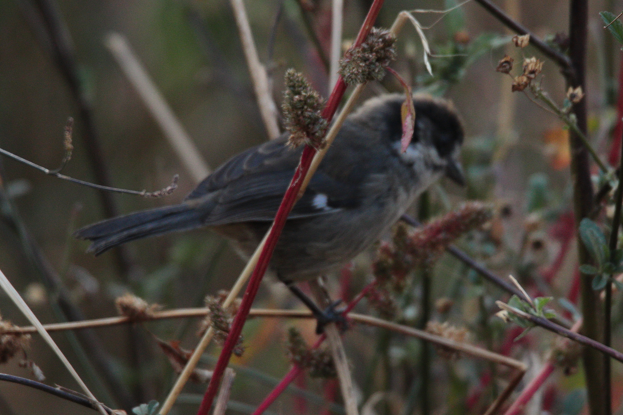 White-winged Brushfinch (Atlapetes leucopterus), photo 10