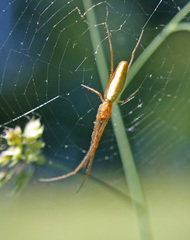 Tetragnatha elongata