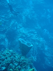 Callyspongia aculeata