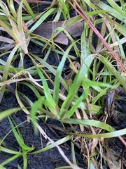 Juncus repens, photograph (c) James Hardee, some rights reserved (CC BY)