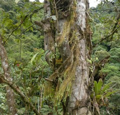 Phlegmariurus linifolius