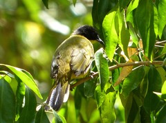 Rubigula melanicterus