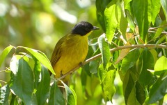 Rubigula melanicterus