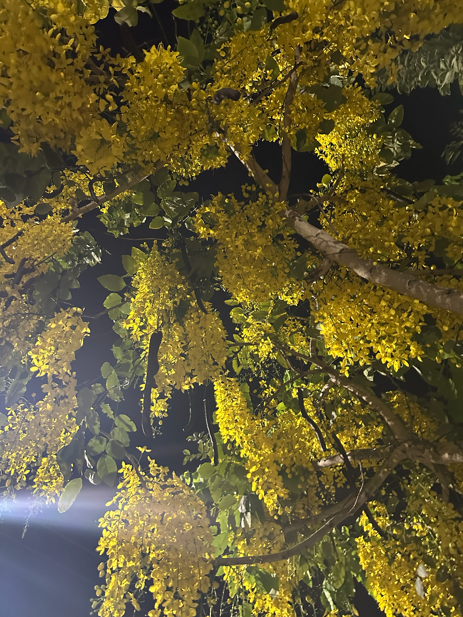Cassia fistula