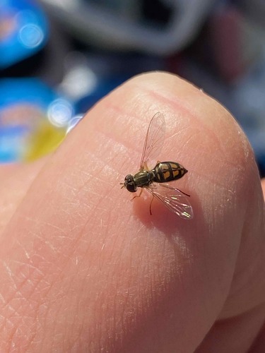 Unknown species found near Glencliff, Nashville, TN 37211, USA