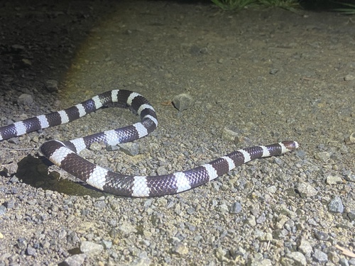 Eastern Bandy Bandy sighting