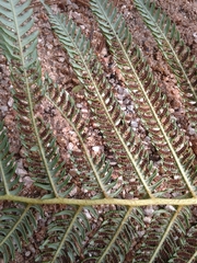 Sphaeropteris horrida