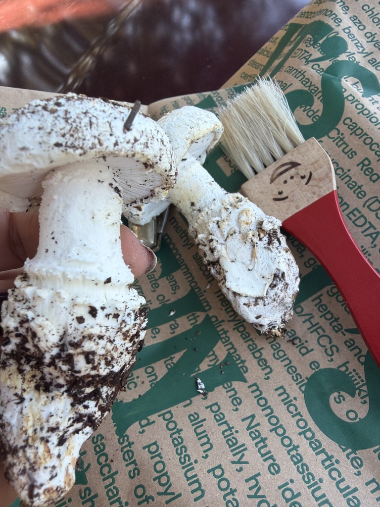 Amanita magniverrucata · December 2025 · photo: © anishavita (iNaturalist, cc-by)