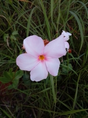 Mandevilla illustris