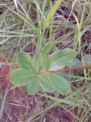 Mandevilla illustris