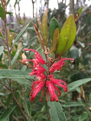 Grevillea monslacana