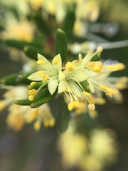 Leionema phylicifolium