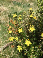 Asterolasia trymalioides