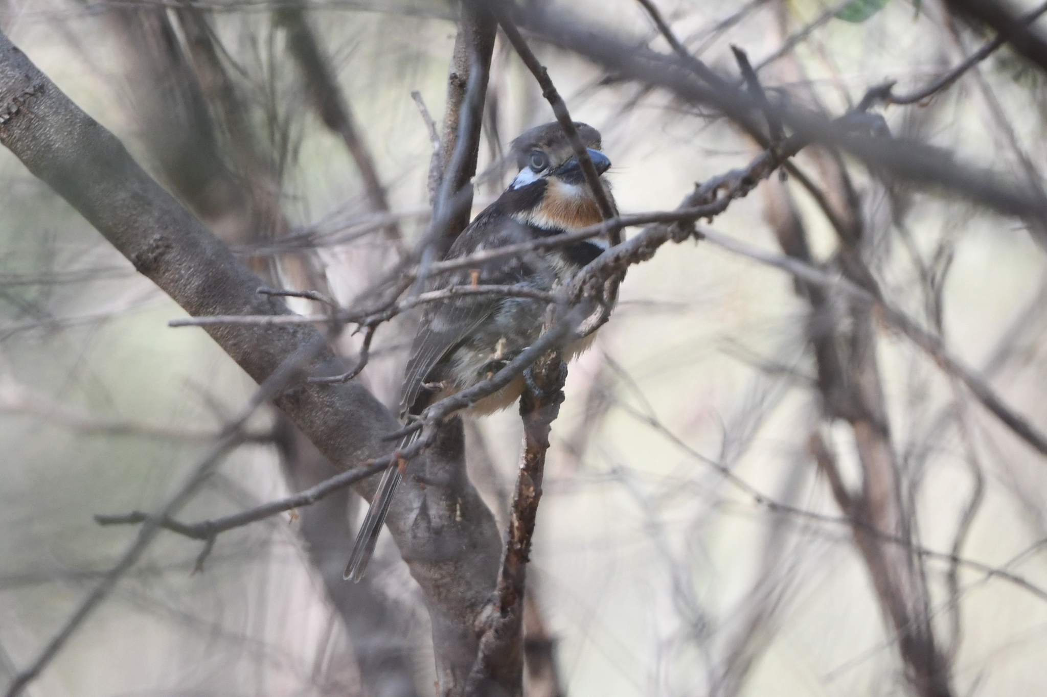 Russet-throated Puffbird (Hypnelus ruficollis), photo 7