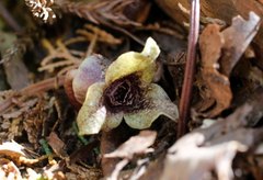 Asarum curvistigma