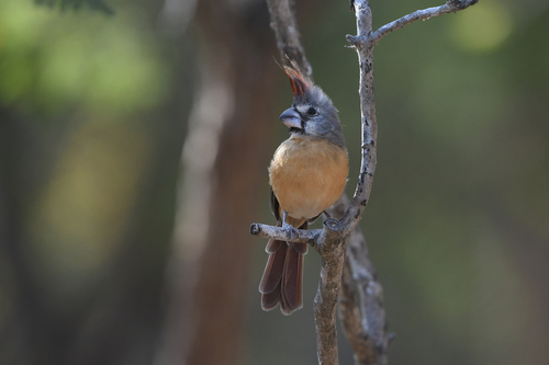 Vermilion Cardinal (Cardinalis phoeniceus), photo 7