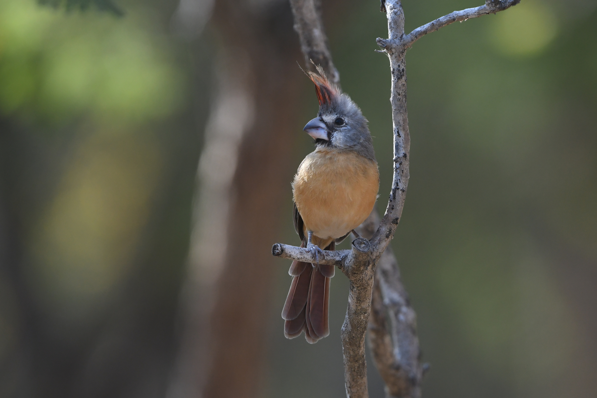 Vermilion Cardinal (Cardinalis phoeniceus), photo 6